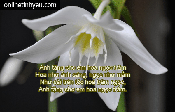 Hoa ngọc trâm