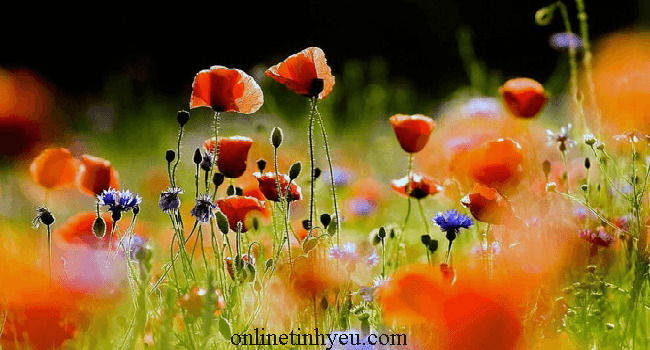 Hạnh phúc đích thực