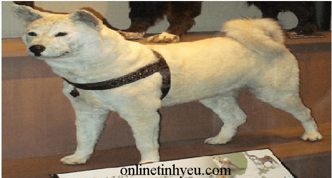 Chú chó trung thành