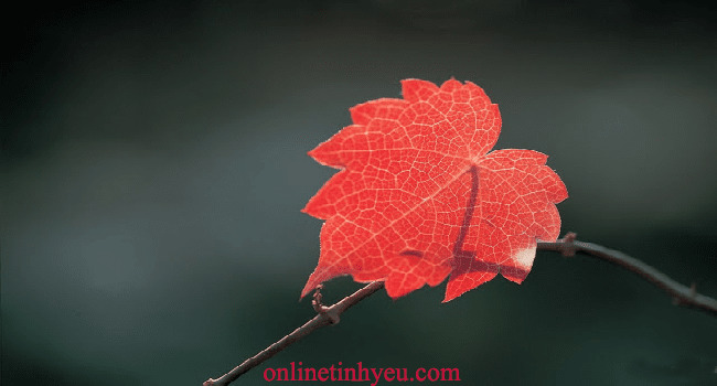 Điều gì hoàn mỹ nhất