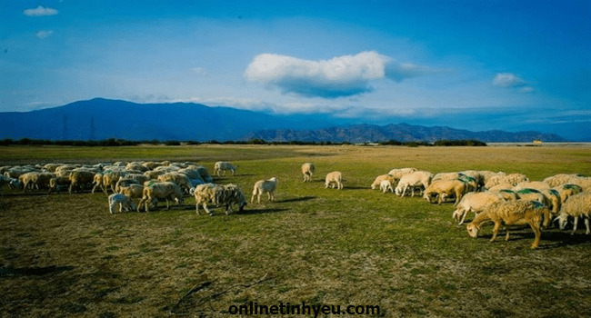 Bầy cừu và những con sói