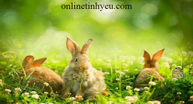 Tại sao lại không