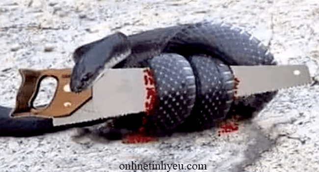 Con rắn và cái cưa