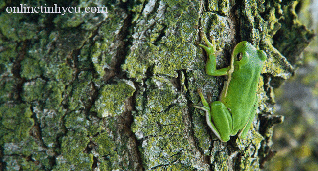 Con ếch bị điếc.