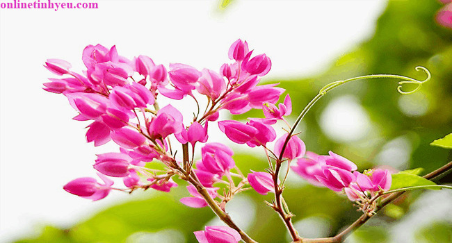 Hai sắc hoa Ti-gôn