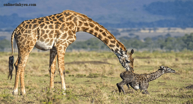 Bài học từ hưu cao cổ