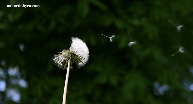 Số mệnh kiếp người