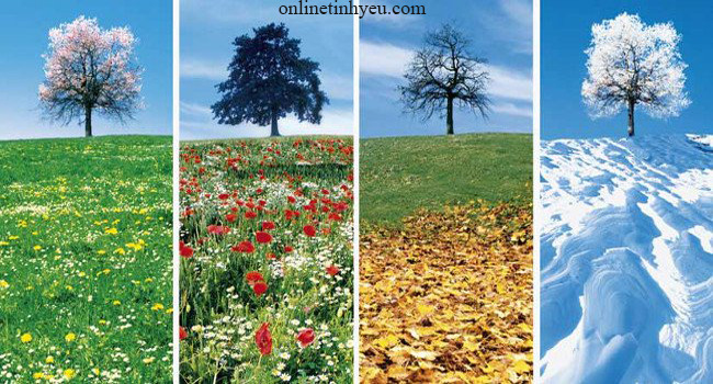 Cây lê và bài học của cha