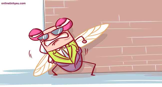 Định luật ve sầu.