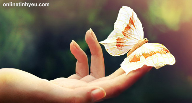 Bướm vàng đậu trên vai ai...