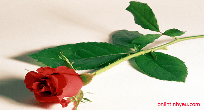 Câu chuyện hoa hồng và cái gai