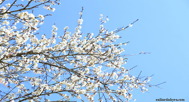 Hoa mận báo tin mùa xuân