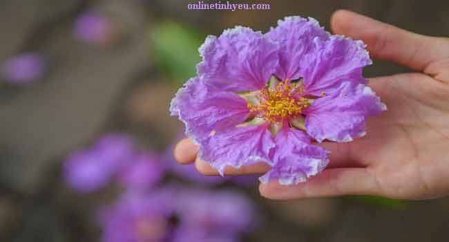 Lời hứa bằng lăng