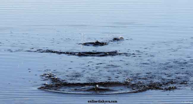 Hòn sỏi và lời nói