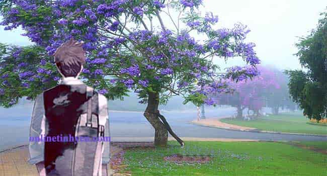 Một trời nhung nhớ