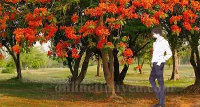 Nỗi niềm mùa hạ