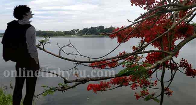 Hạ buồn xa nhớ