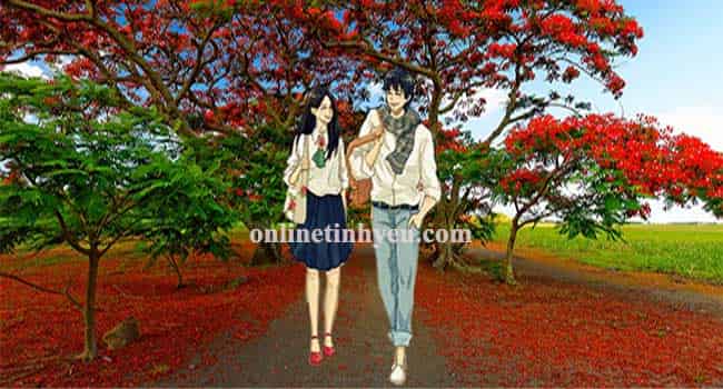 Mơ về mùa hoa phượng