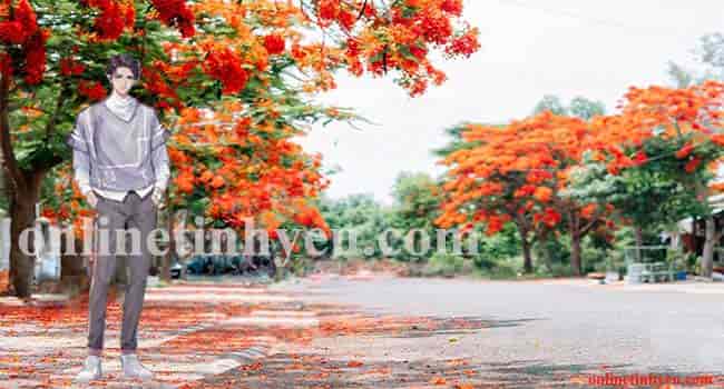 Viết cho mùa hoa phượng
